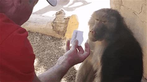 Monkeys Show Startling Reactions to Magician's Sleight of Hand